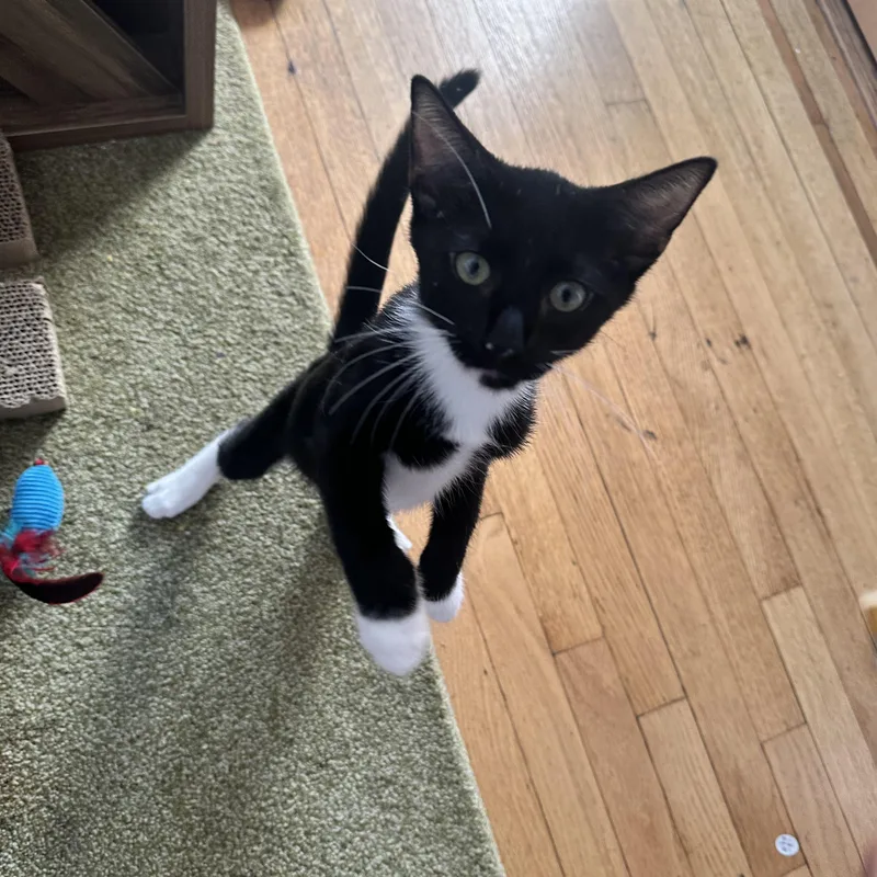A baby small-sized male Black & White / Tuxedo Domestic Short Hair cat named Top Hat & Pocket for adoption in Ridgewood, NY