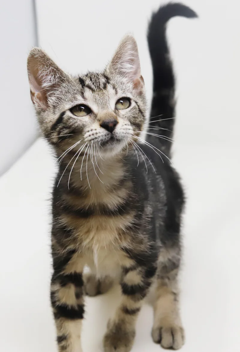 A baby small-sized female Tabby (Leopard / Spotted) Bengal cat named Bodhi is baby brilliance for adoption in Bedford Hills, NY