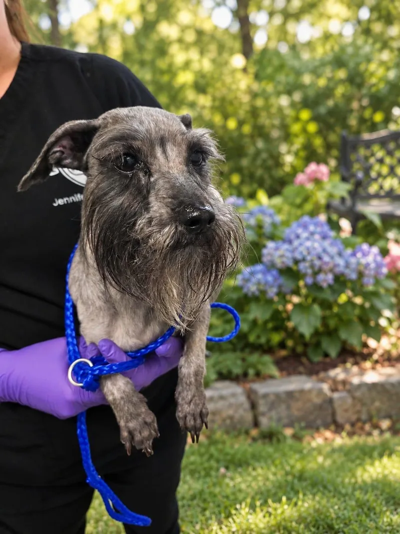 A young small-sized female Gray / Blue / Silver Miniature Schnauzer dog named Grace for adoption in miami, FL