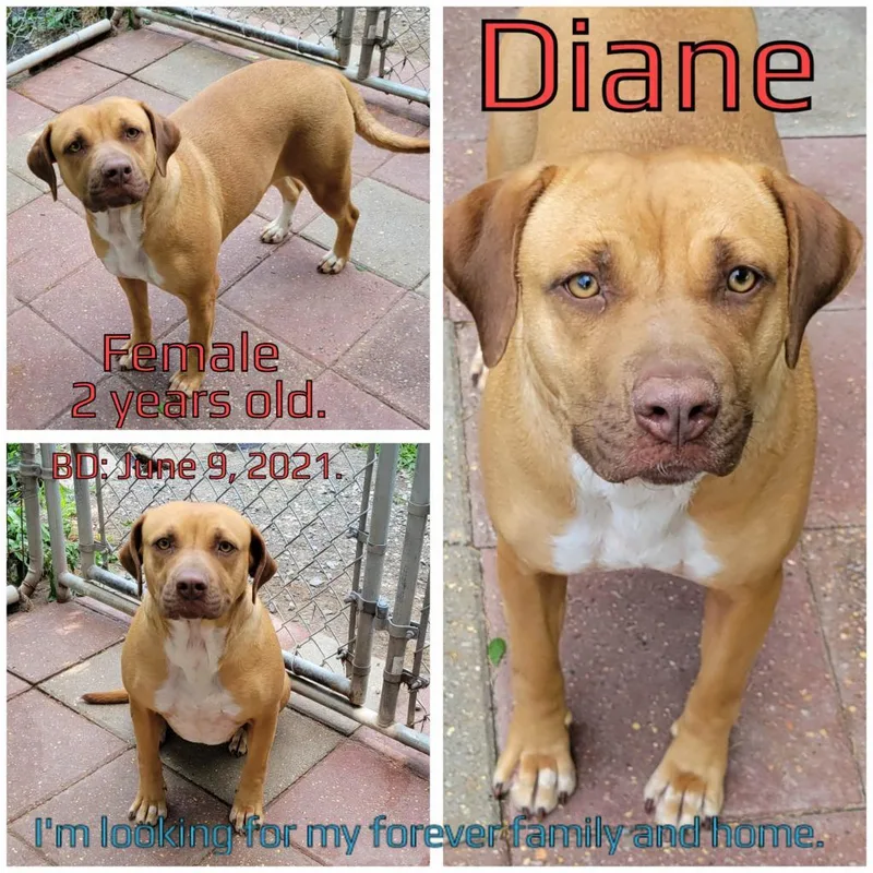 Diane thumbnail 2