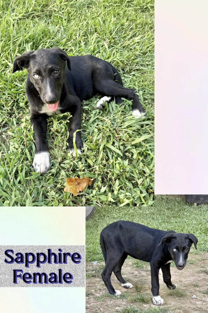 A baby medium-sized female Border Collie dog named Sapphire for adoption in Manchester, CT