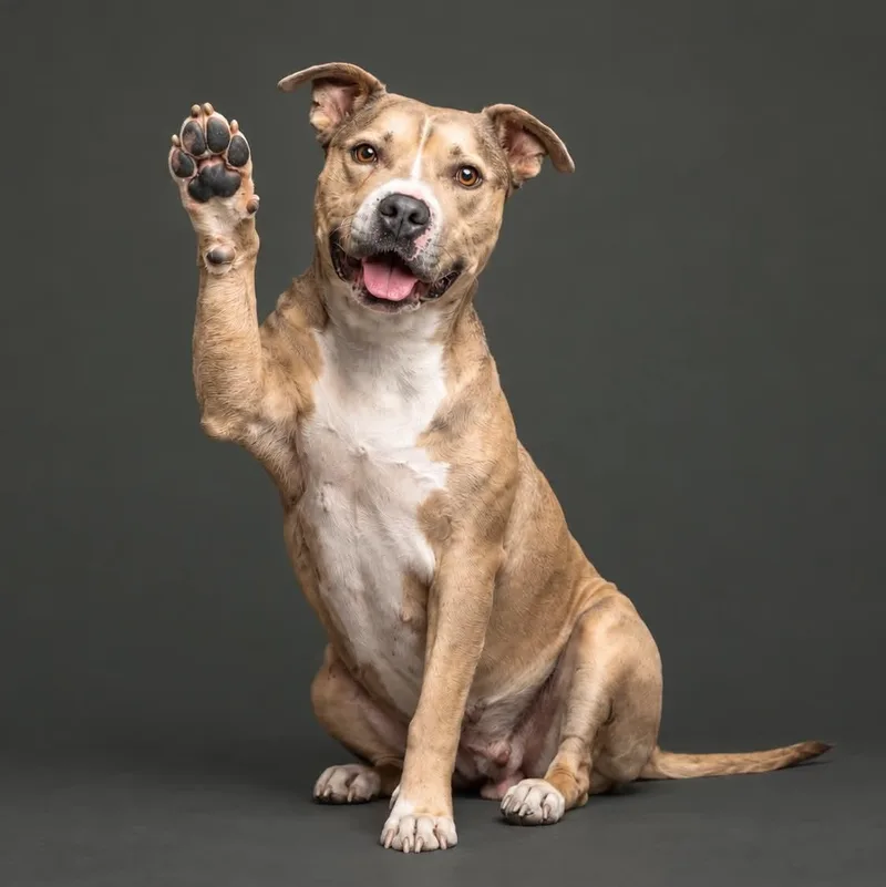 An adult medium-sized female Apricot / Beige American Staffordshire Terrier dog named Bella for adoption in Fort Worth, TX
