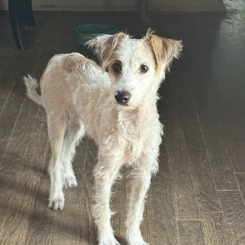 A young small-sized male Terrier dog named Theodore for adoption in Choctaw, OK