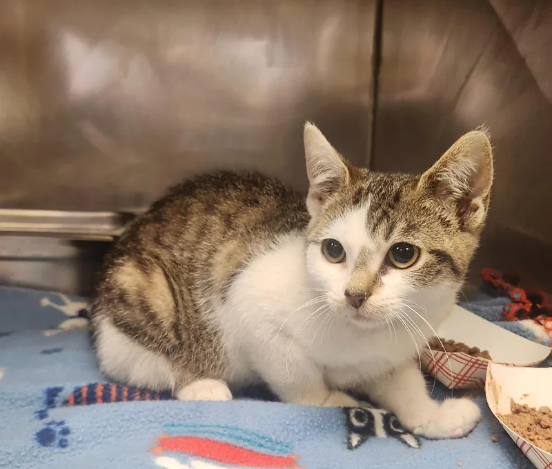 A baby medium-sized female White Domestic Short Hair cat named Rune for adoption in Clayton, NJ