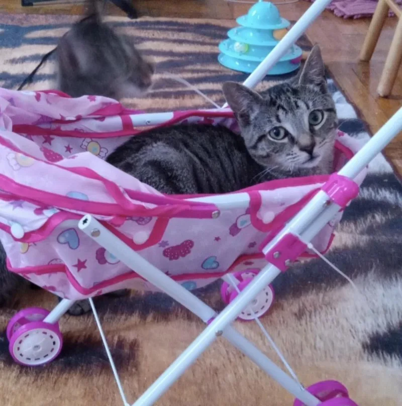 A baby small-sized male Tabby (Gray / Blue / Silver) Domestic Short Hair cat named Andy for adoption in Bronx, NY