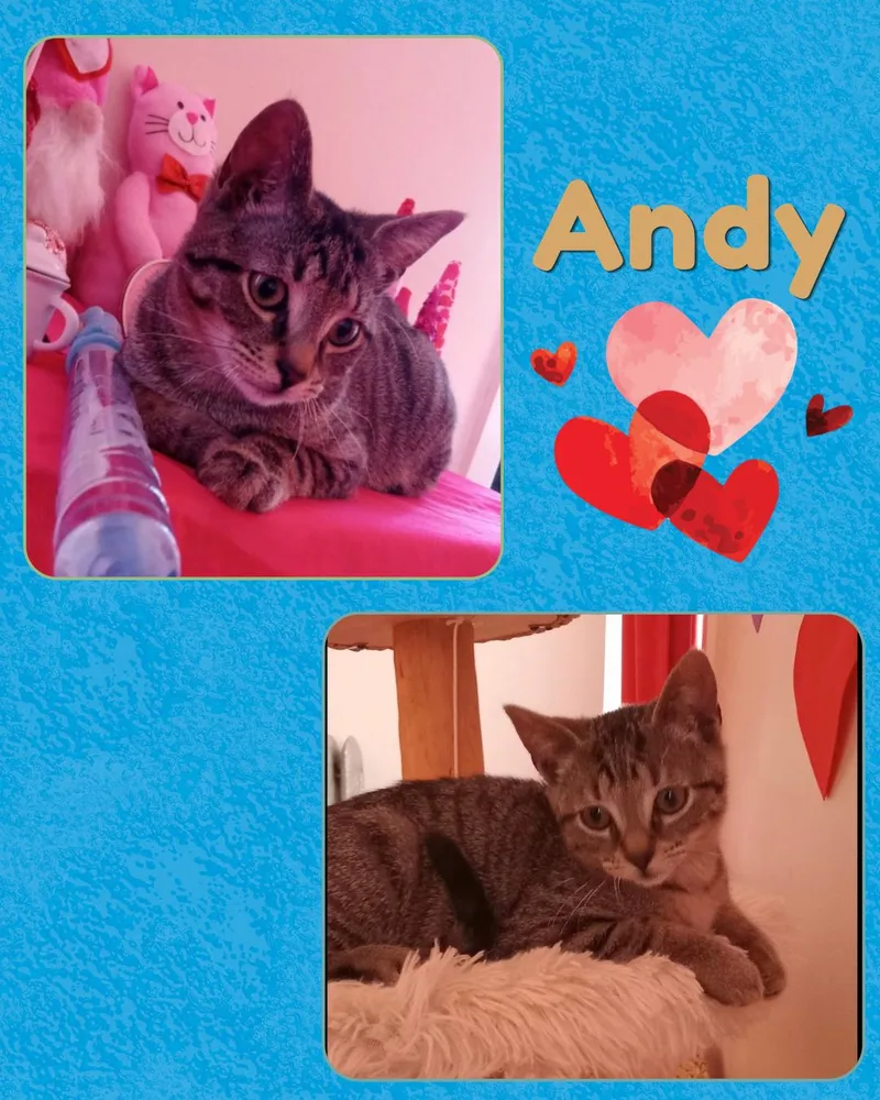 Andy thumbnail 3