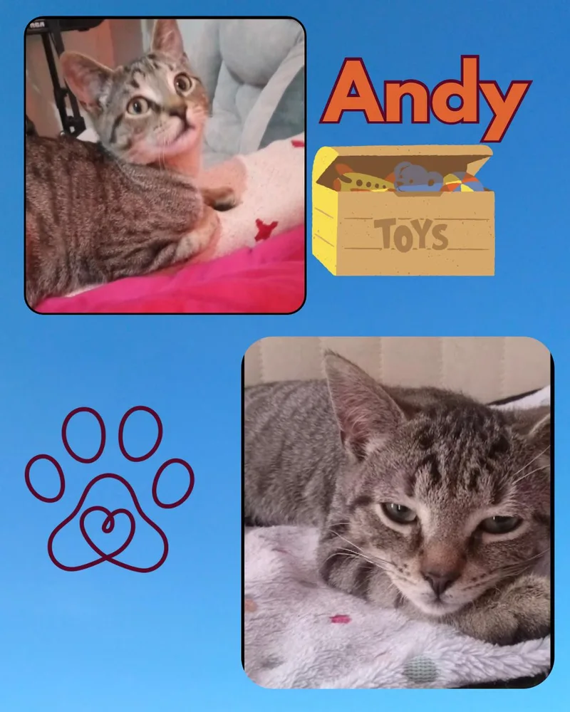 Andy thumbnail 4
