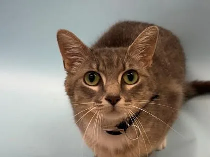 A baby small-sized female Domestic Short Hair cat named Minnie Mouse for adoption in Woodbury, MN