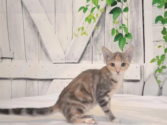 A baby small-sized female Domestic Short Hair cat named Willow for adoption in Oroville, CA