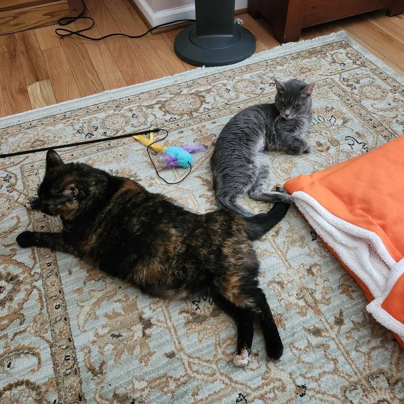 An adult medium-sized female Gray / Blue / Silver Domestic Short Hair cat named Luna D for adoption in Baltimore, MD