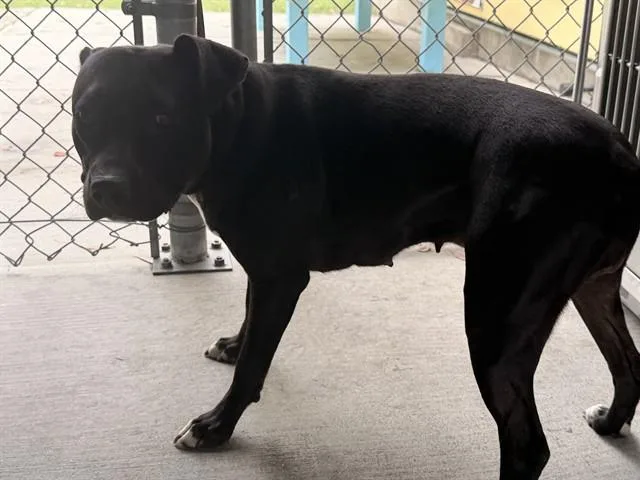 A young large-sized female Pit Bull Terrier dog named A for adoption in Baldwin Park, CA