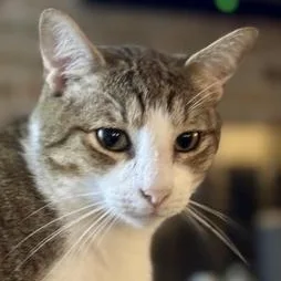 An adult medium-sized male Tabby cat named Julian for adoption in Liverpool, TX