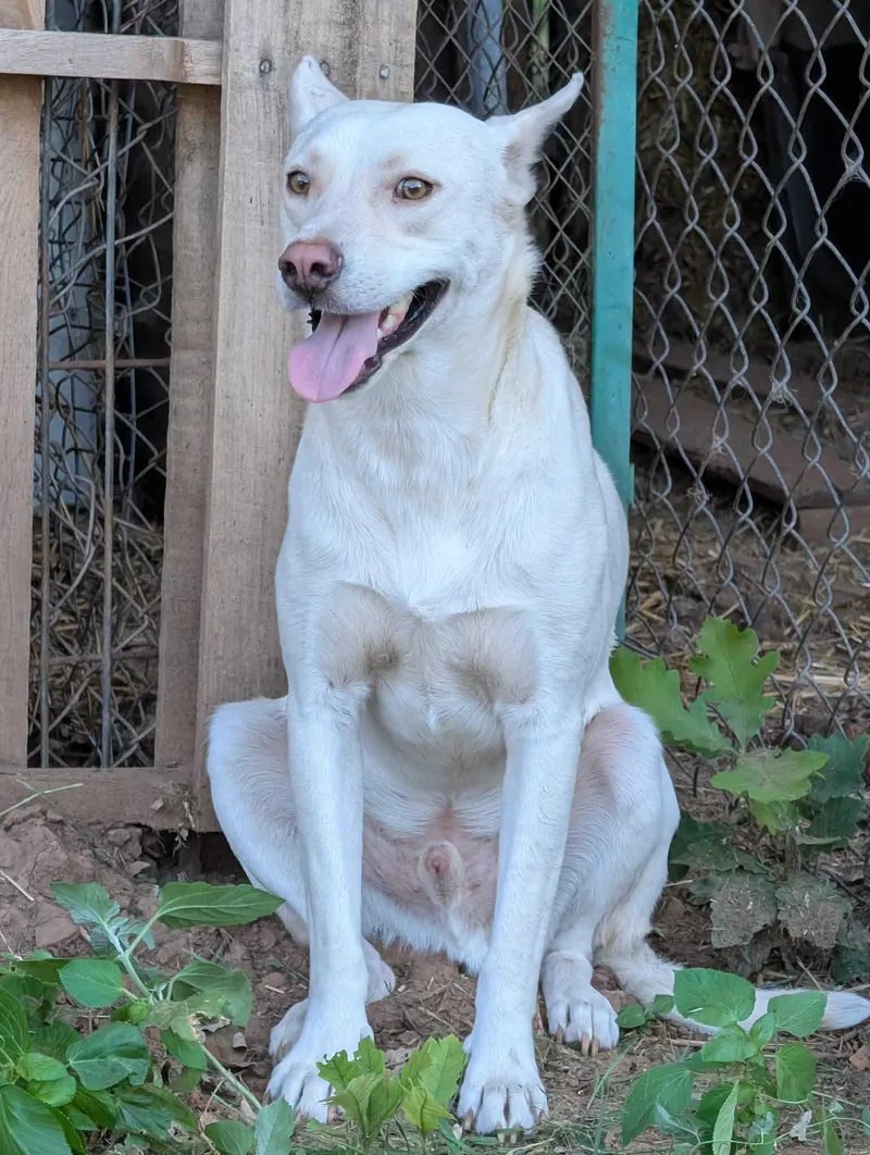 A young medium-sized male White / Cream Husky dog named Iggy for adoption in Bar Nunn, WY