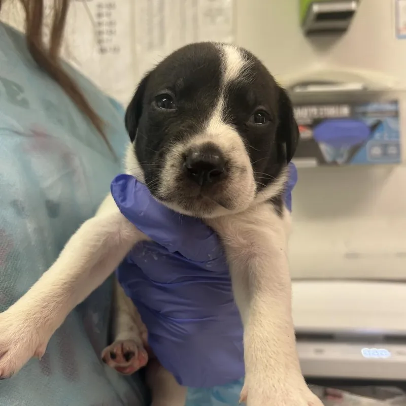 A baby small-sized male Black Mixed Breed dog named PawPaw Randy for adoption in Charleston, WV