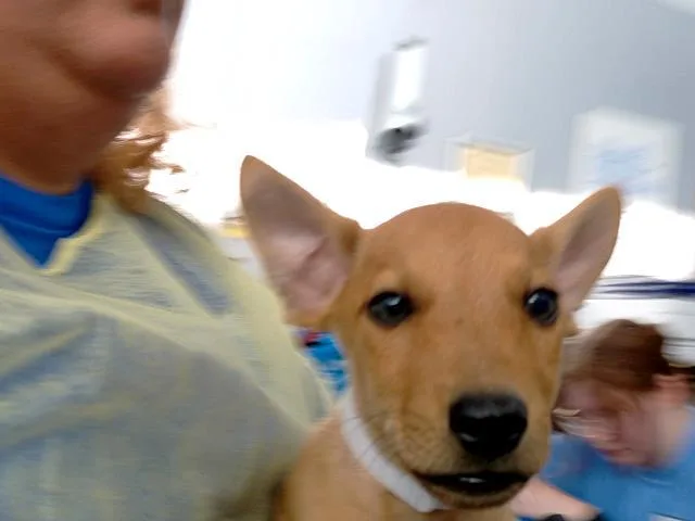 A baby medium-sized male Mixed Breed dog named Max for adoption in Dallas, TX