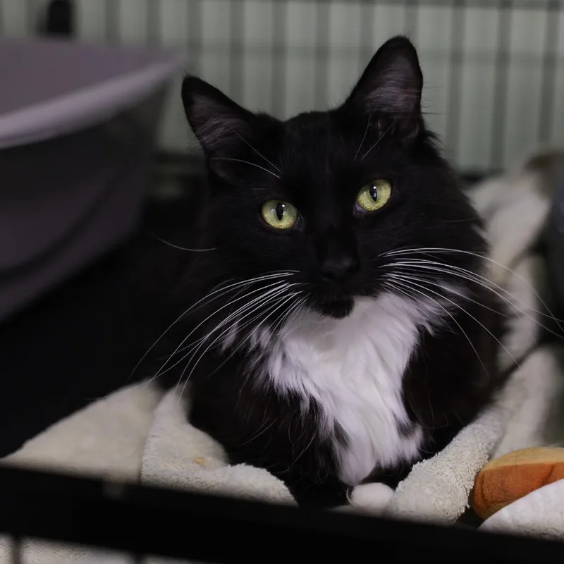 A young medium-sized male Black Domestic Short Hair cat named Mando for adoption in Los Angeles, CA