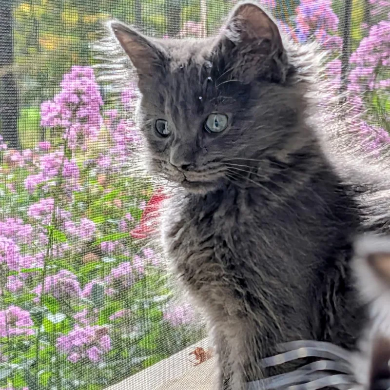 A baby small-sized female Domestic Short Hair cat named Babette for adoption in Saugerties, NY