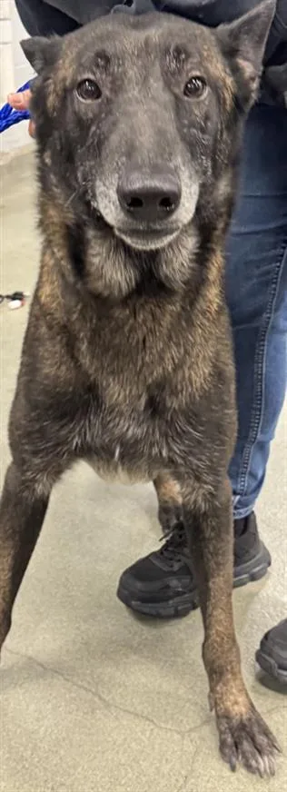 A young large-sized male German Shepherd Dog dog named Taurus for adoption in Houston, TX