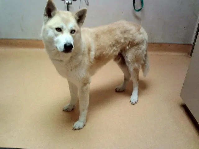 An adult large-sized male Siberian Husky dog named Gamecube for adoption in Martinez, CA