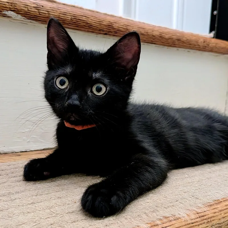 A baby small-sized male Black Domestic Short Hair cat named Fish Stick for adoption in Alexandria, VA