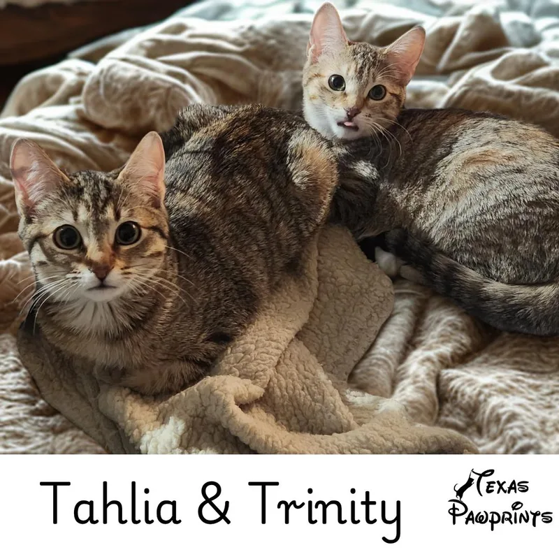 An adult medium-sized male Tabby (Brown / Chocolate) Domestic Short Hair cat named Bonded Pair Tahlia & for adoption in Dallas, TX