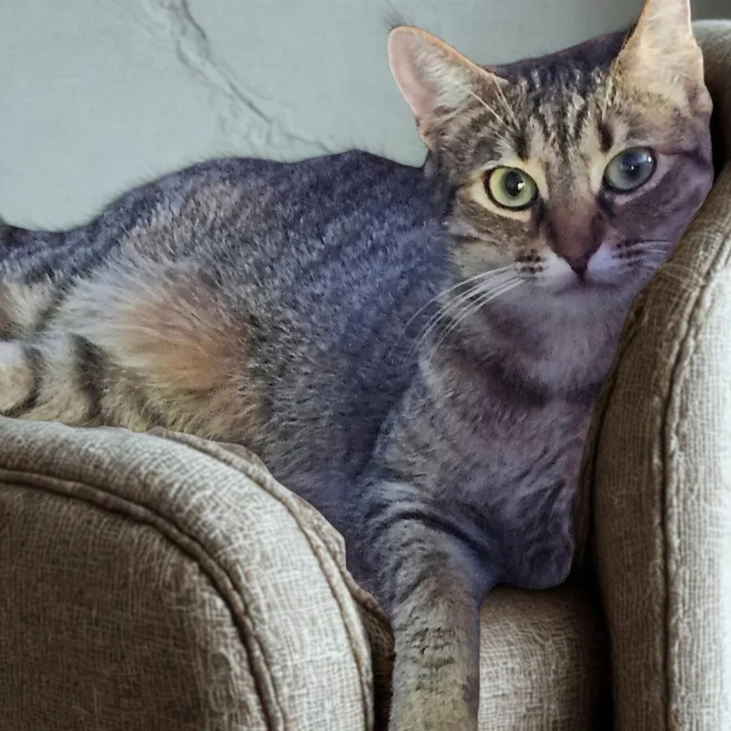 Bonded Pair Tahlia & thumbnail 3