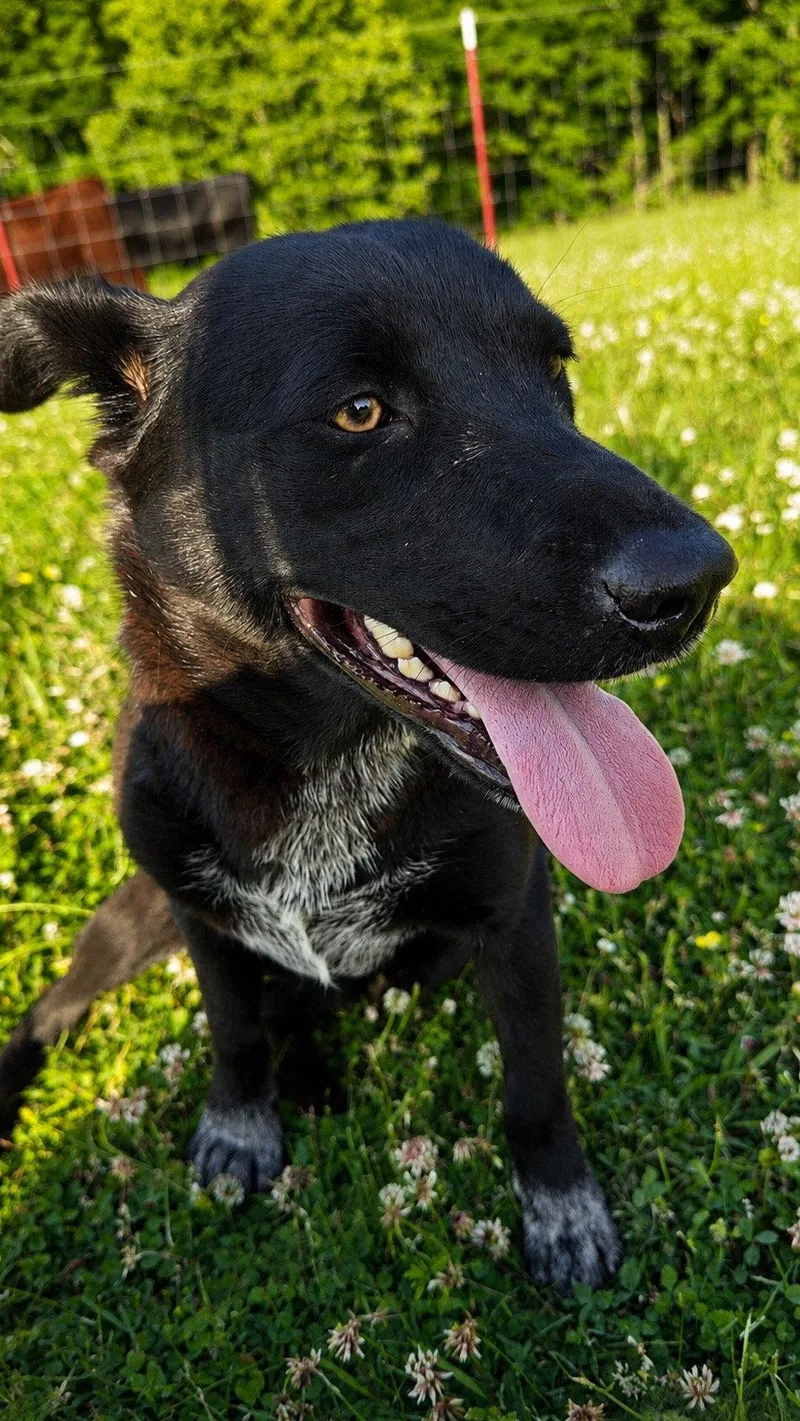Dolly General