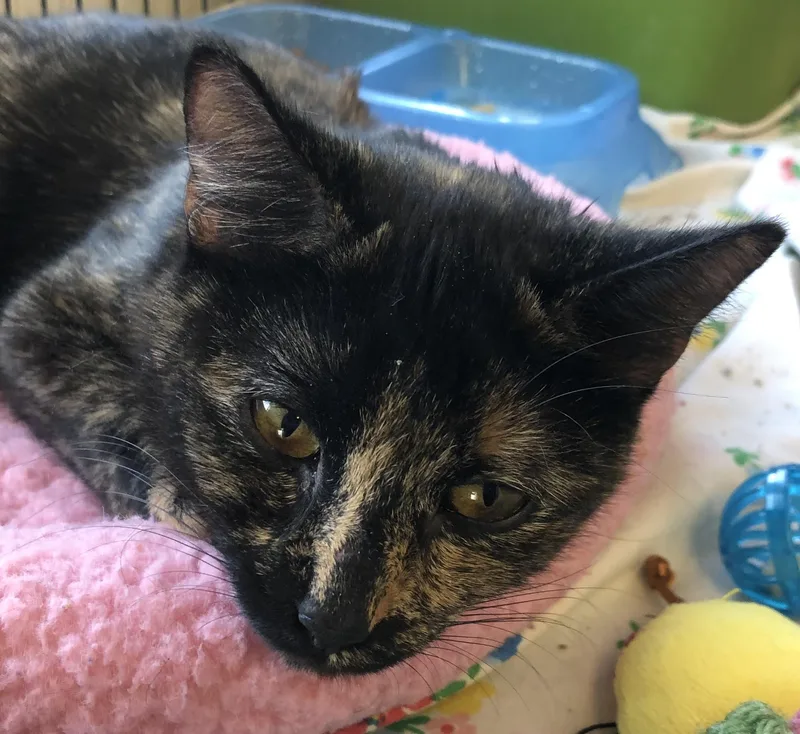 A baby medium-sized female Tortoiseshell Domestic Short Hair cat named Speckles for adoption in Parma, OH