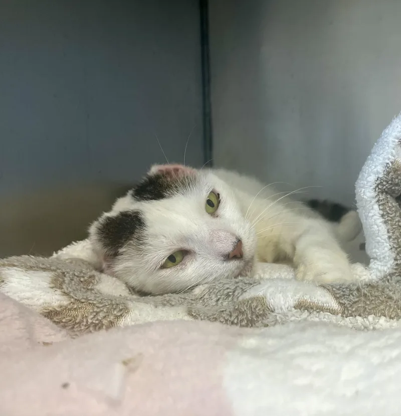 An adult medium-sized female Domestic Short Hair cat named Azuki for adoption in Honolulu, HI