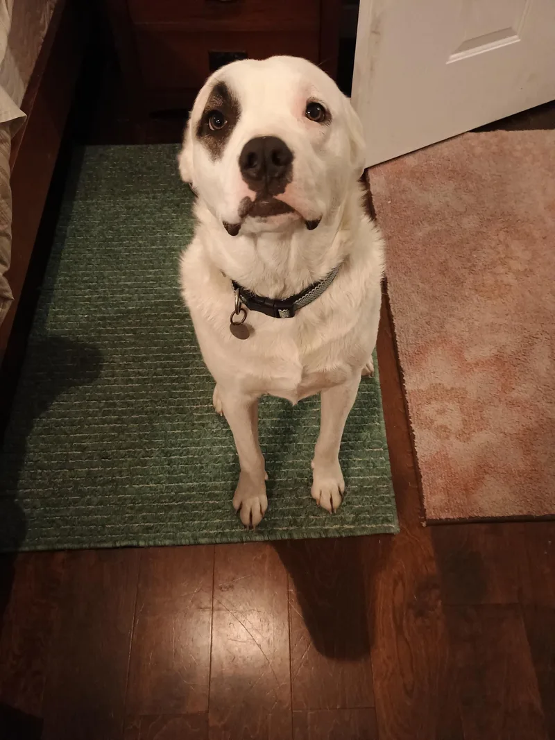 A young large-sized male Tricolor (Brown, Black, & White) Great Pyrenees dog named Stewey "boy" for adoption in Ladonia, TX