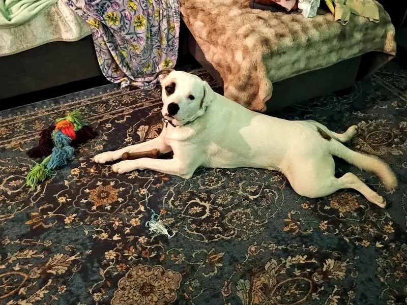 Stewey "boy" thumbnail 3