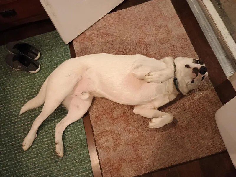 Stewey "boy" thumbnail 4