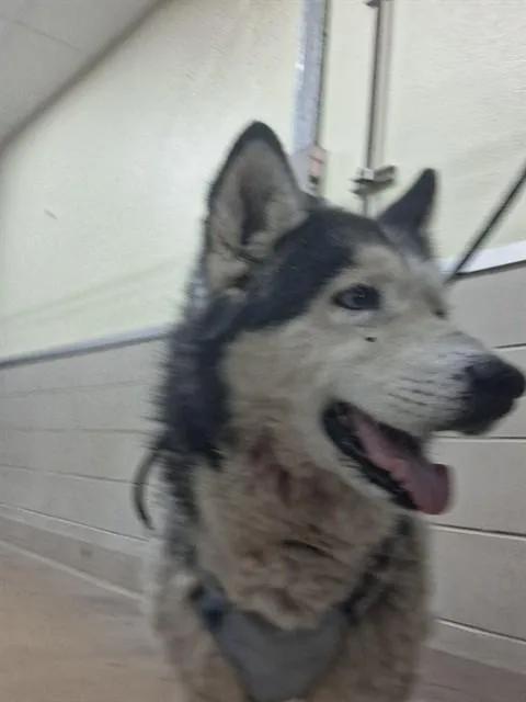 An adult large-sized male Alaskan Malamute dog named Carl for adoption in Santa Maria, CA