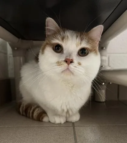 An adult large-sized male Exotic Shorthair cat named Tavish for adoption in Traverse City, MI