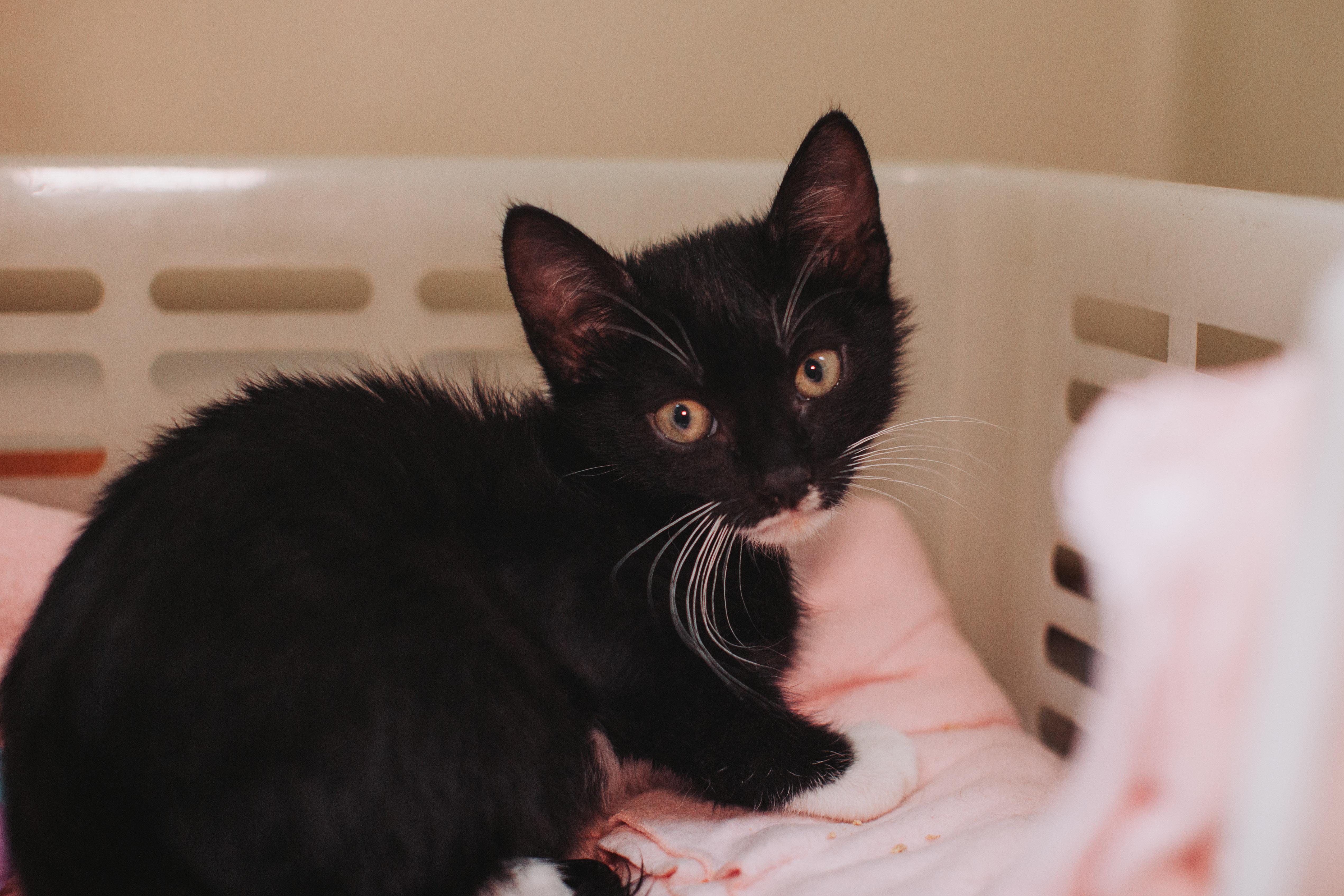 A young small-sized male Domestic Short Hair cat named A Mr. Prada Petsmart for adoption in North Charleston, SC