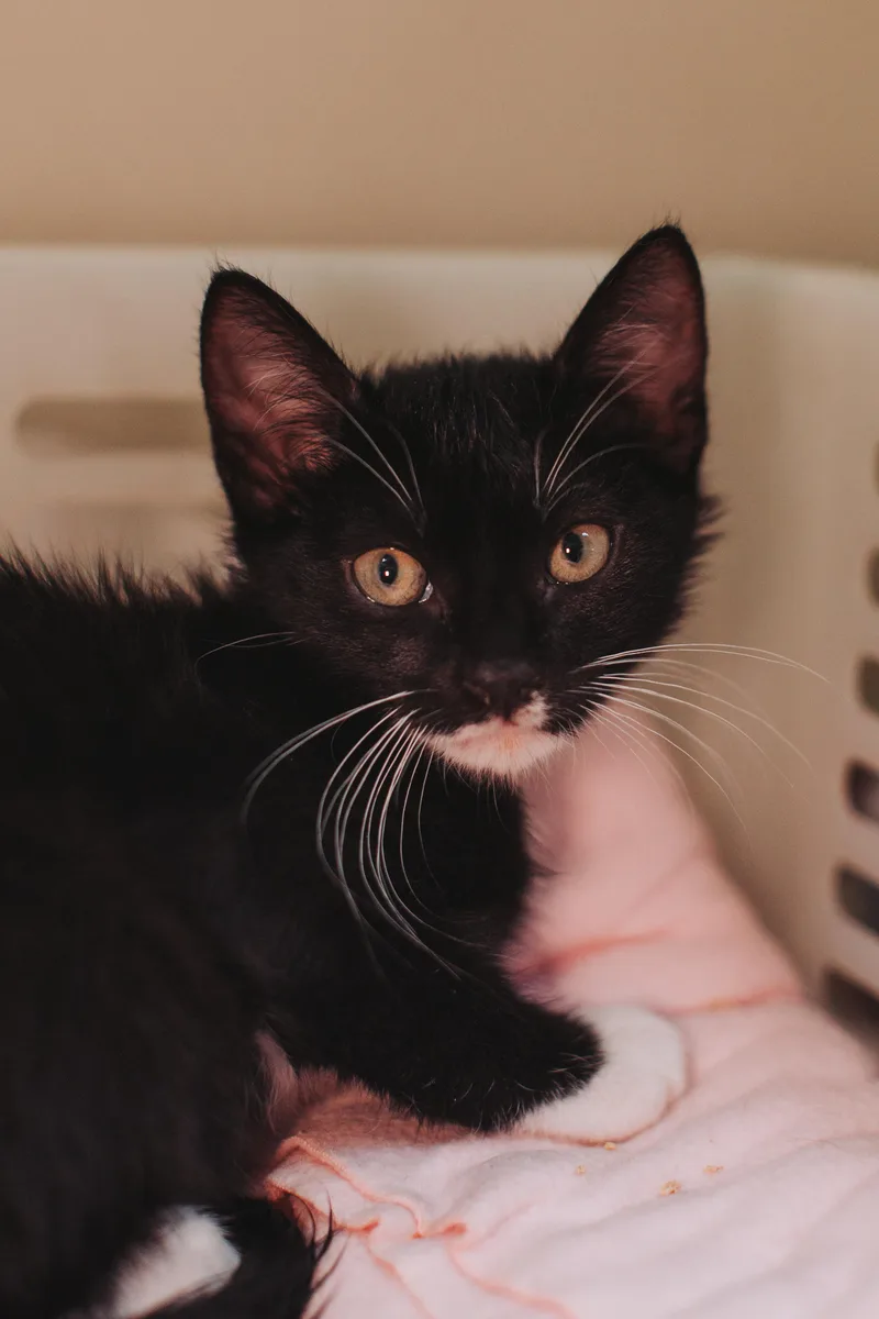 A Mr. Prada Petsmart thumbnail 2
