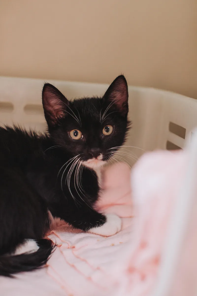 A Mr. Prada Petsmart thumbnail 3