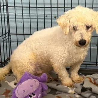 An adult small-sized male Bichon Frise dog named Atlas for adoption in Largo, FL