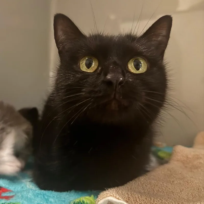 An adult medium-sized female Black Domestic Short Hair cat named Clementine for adoption in Saint Charles, MO