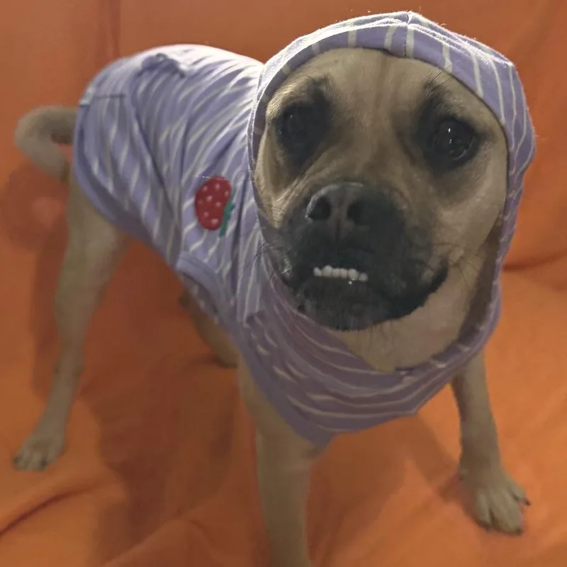 A young medium-sized female Yellow / Tan / Blond / Fawn Pug dog named Rosie for adoption in Farmersville, OH