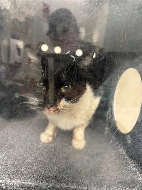 An adult medium-sized female Black & White / Tuxedo Domestic Short Hair cat named Nala for adoption in Woodland, CA
