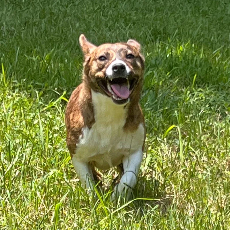 An adult medium-sized female Terrier dog named Landy Hope for adoption in Locust Fork, AL