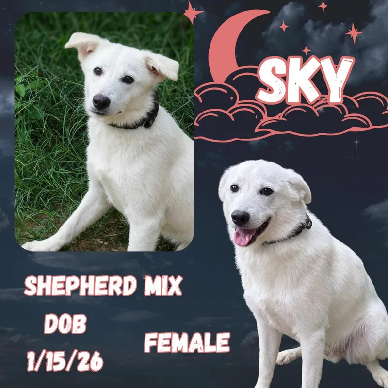 A baby medium-sized female White / Cream German Shepherd Dog dog named Sky for adoption in Caldwell, TX