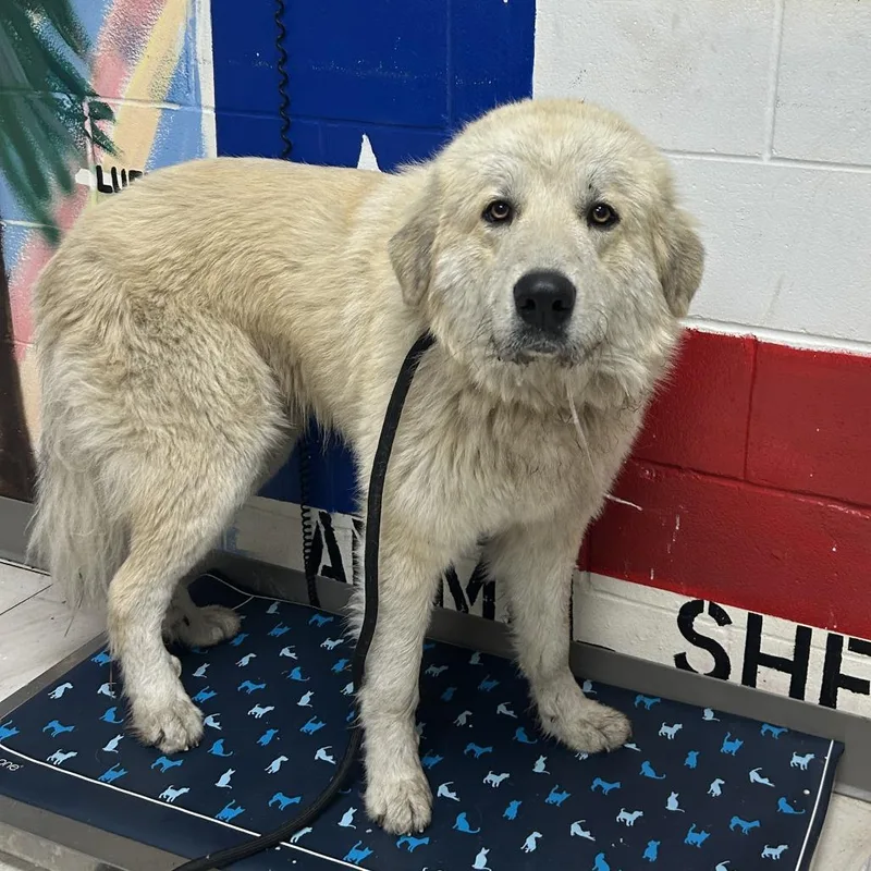 An adult large-sized male White / Cream Great Pyrenees dog named Cocohermes for adoption in Lufkin, TX