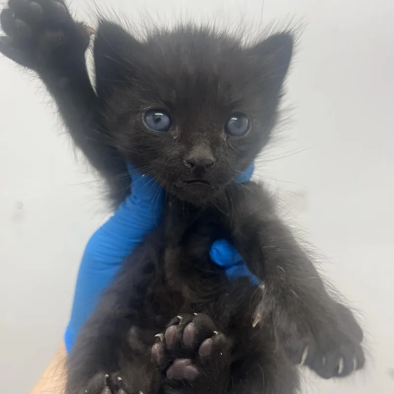 A baby small-sized female Black Domestic Short Hair cat named Dandelion D for adoption in Leander, TX