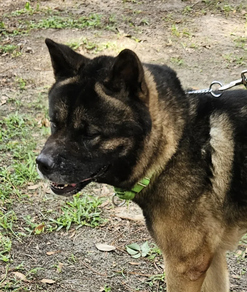 An adult large-sized male Akita dog named Georgie for adoption in Jacksonville, FL