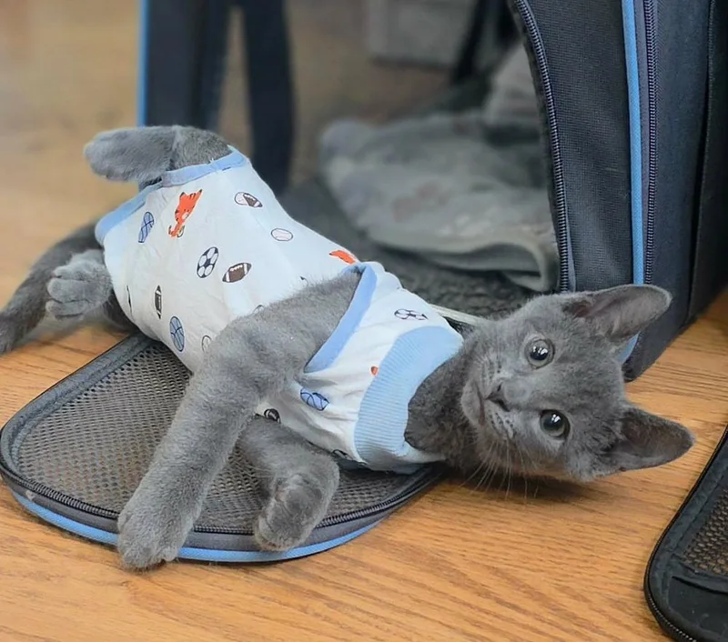 A baby small-sized male Domestic Short Hair cat named Corolla for adoption in Chicago, IL