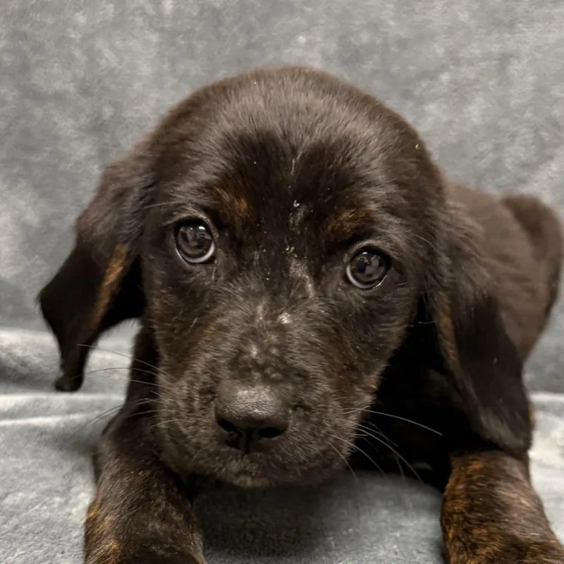 A baby medium-sized female Hound dog named Mew for adoption in Brenham, TX