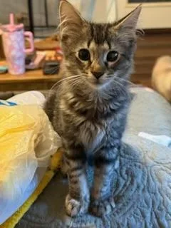 Lorenzo