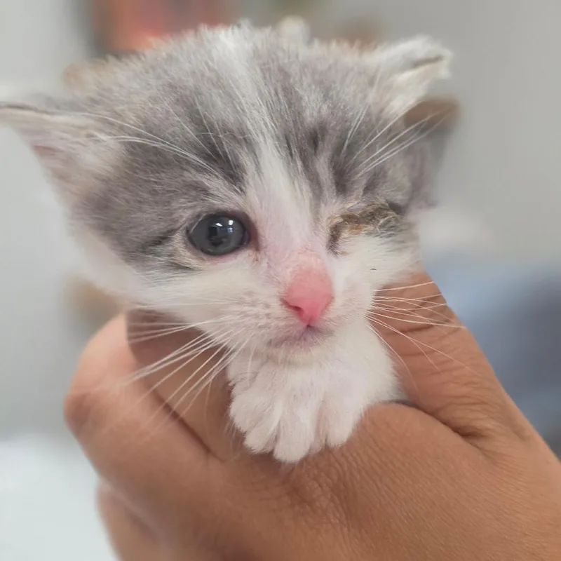 A baby small-sized female Gray / Blue / Silver Domestic Short Hair cat named Daisy for adoption in Buellton, CA
